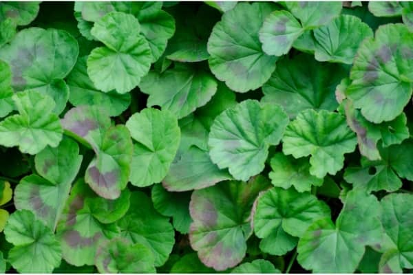 feuilles de geranium zonale