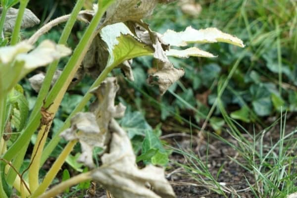 feuilles dessechees par le manque d eau