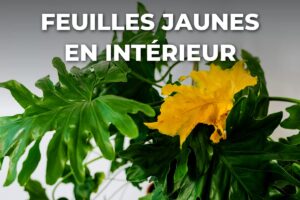 feuilles jaunes sur une plante d'intérieur en pot