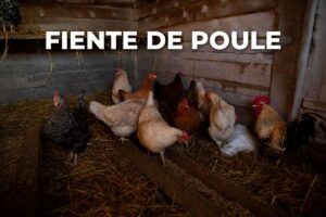 poules dans un poulailler en bois, dont la fiente de poule sert d'engrais