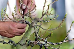 fil bonsai application sur les branches du bonsai