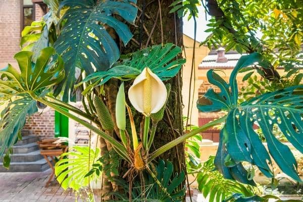 Le Brunissement De La Monstera Variegata 2: Les Taches Brunes