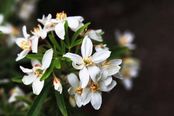 fleur de ornager du mexique