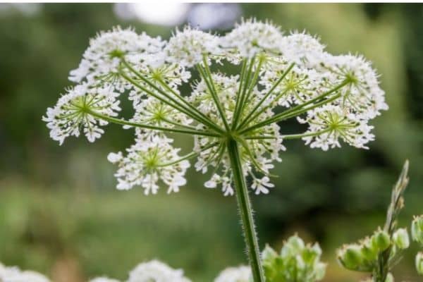 fleur de persil