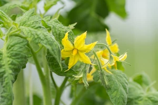 floraison des fleurs de plant de tomate