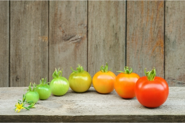 floraison et maturation des fruits