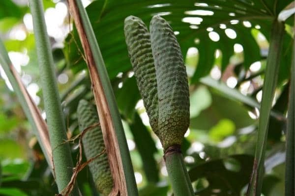 Entretien du monstera : Le guide pour en prendre soin – La Belle Bouse