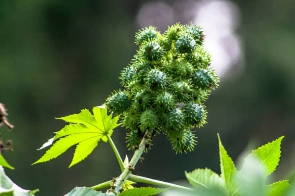 fruit du ricin