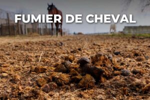 crottin de cheval dans un pré, le fumier de cheval à composter avant le potager