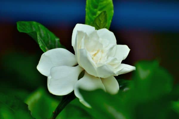 gardenia