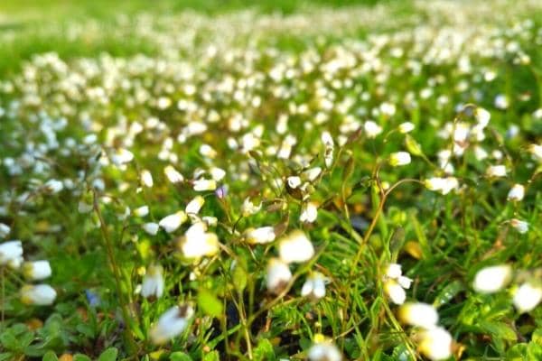 Quand semer du gazon ? ? Faites ça à l'automne pour réussir !