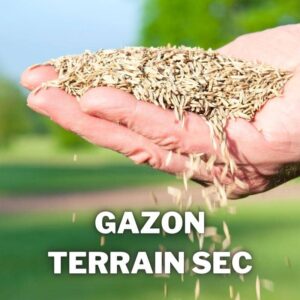 gazon terrain sec resistant a la secheresse