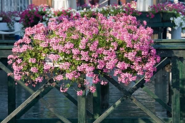 geranium d alsace a la petite venise de colmar