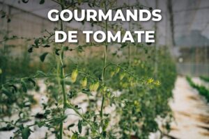 plants de tomates conduits sur une tige sous serre, gourmands supprimés