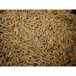 grain de seigle non traite 1kg