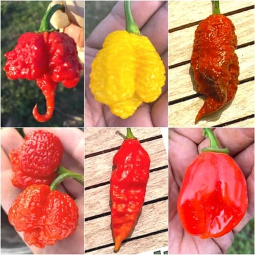 Voici “Pepper X”, le piment le plus fort du monde ! - La DH/Les