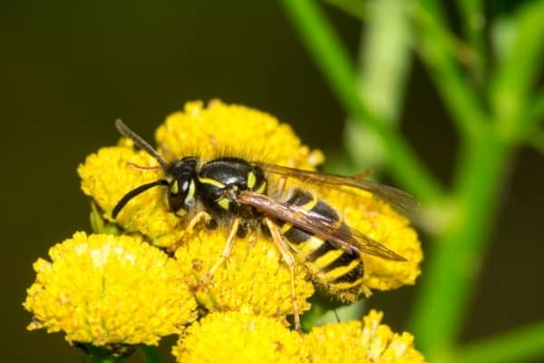 guepe qui pollinise