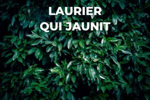 Feuillage d'une haie de laurier palme, encore vert, avant jaunissement