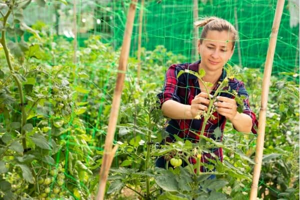 haricot sur filet a ramer dans le jardin