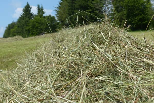 herbe coupee pour faire du foin