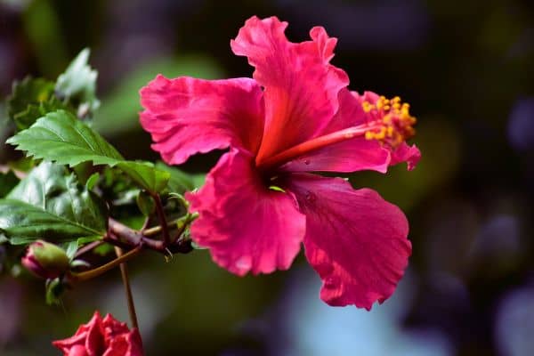 hibiscus d interieur