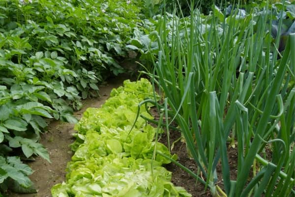 Corne broyée véritable pour jardin. Comptoir des Jardins