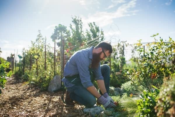 jardin biologique enrichi en lombricompost