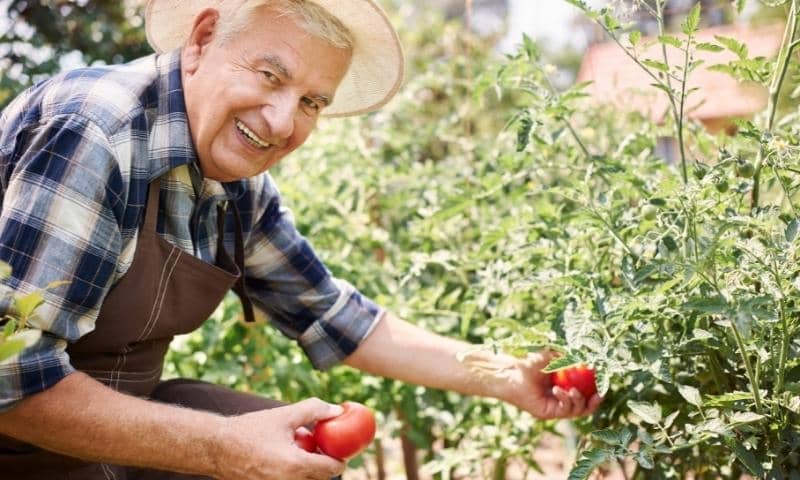 jardinerie en ligne pour le potager