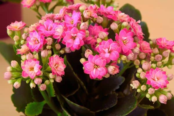 kalanchoe