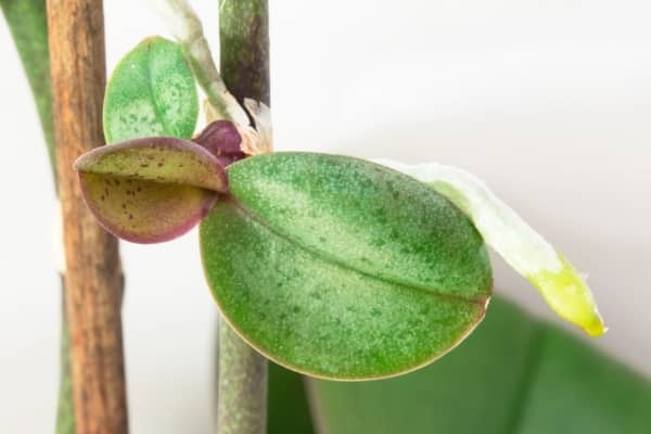 keiki de phalaenopsis