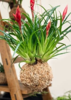 kokedama boule plante sphaigne suspendue auxine jardinerie alternative colmar