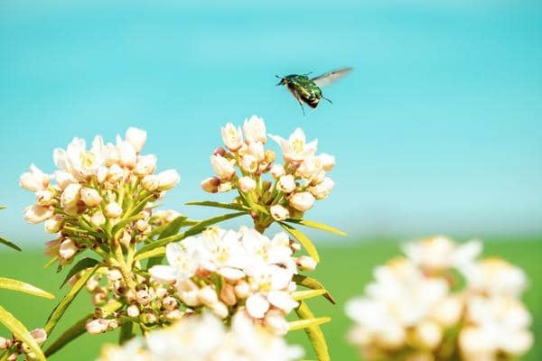 l oranger du mexique attire les pollinisateurs