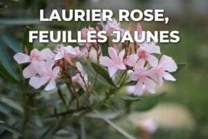 fleurs et feuillage d'un laurier rose, dont les feuilles du bas deviennent parfois jaunes