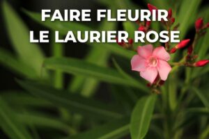 une seule fleur et des boutons fermés sur un laurier rose qui ne fleurit pas pleinement