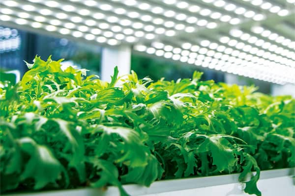 LED horticole Samsung : le meilleur choix pour la culture indoor