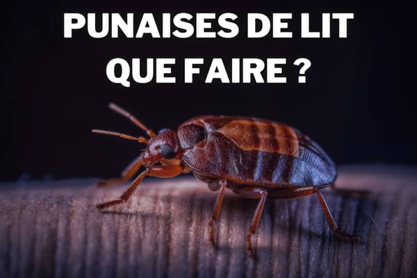 les bons reflexes pour lutter contre les punaises de lit