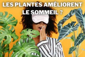 les plantes ameliorent le sommeil