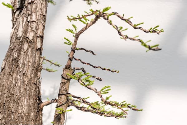 Guide ligaturage des arbres Bonsai : Techniques, fil bonsai et soins