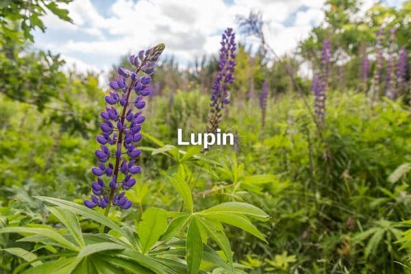 lupin melange engrais vert