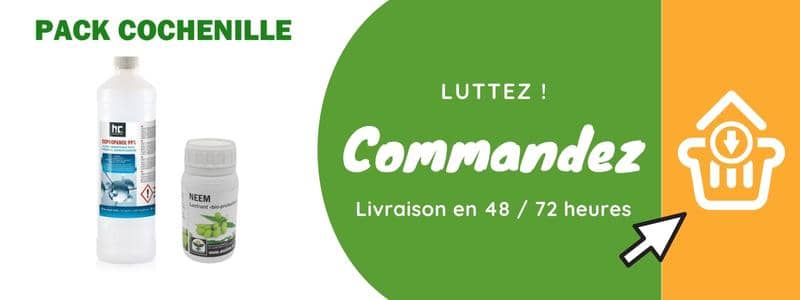 Se débarrasser de la cochenille farineuse : la méthode ultime