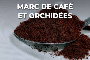 marc de café moulu, à ne pas utiliser sur une orchidée