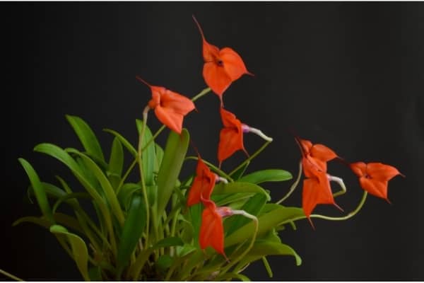 masdevallia