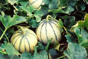 melon bien tailler