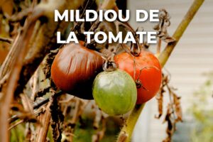 tomates atteintes de mildiou sur un plant de tomate desséché