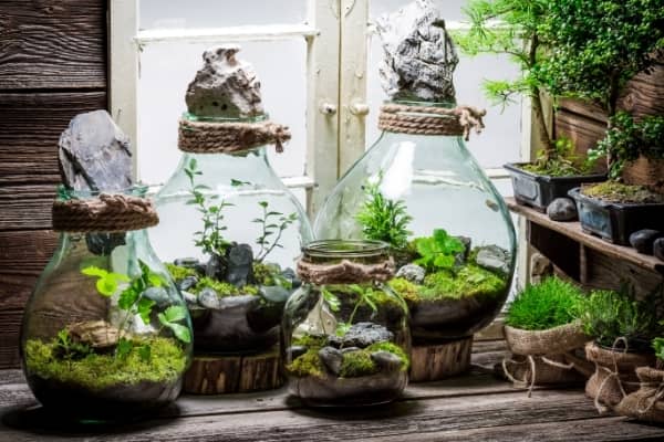 Aménager un terrarium pour une plante carnivore - Marie Claire