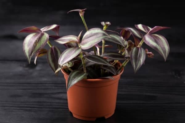 misere tradescantia zebrina