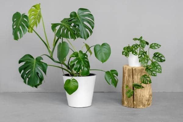 monstera deliciosa et monstera adansonii