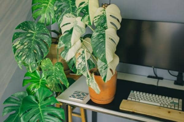 monstera deliciosa variegata