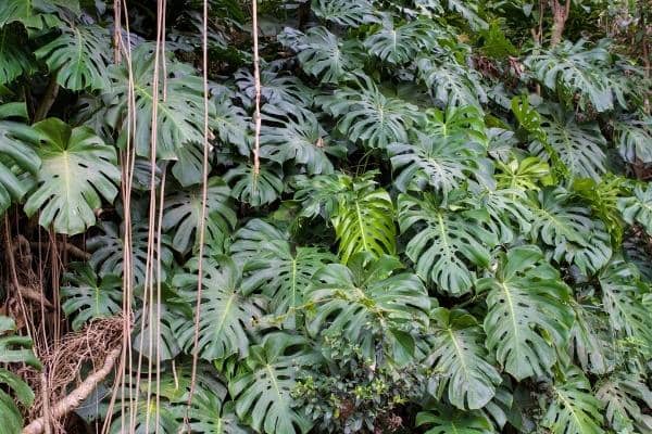 Monstera : arrosage, ce qu'il faut faire en cas de taches jaunes