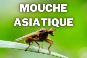 mouche asiatique drosophila suzukii